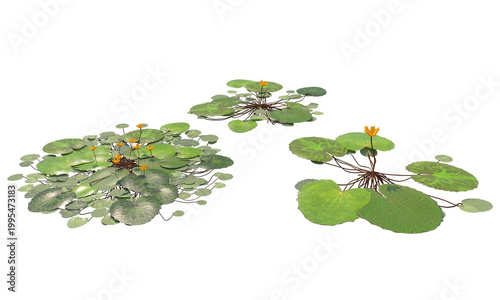 Foto Nymphoides crenata3 png alpha chanel set