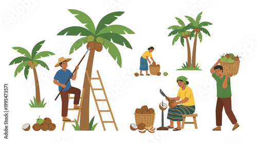 Farmers harvesting and processing fresh coconuts using tools like ladders and knives in a traditional and manual agricultural work setting