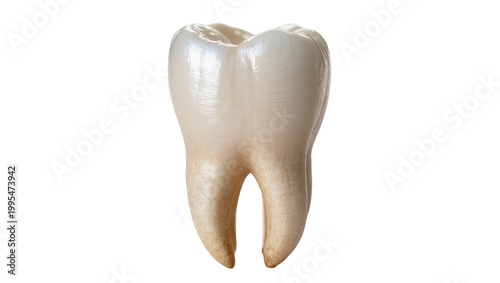 Fotografie Human molar tooth with visible roots, isolated on transparent background