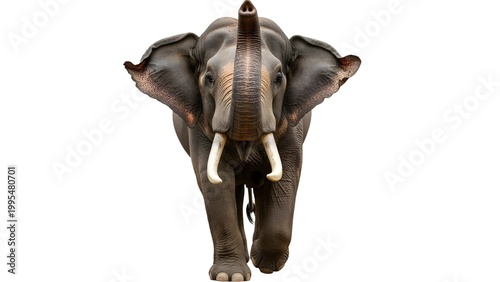 Hyper-realistic Sri Lankan wild elephant captured mid trunk-swing in dynamic motion, with expressive tension and detailed skin texture, isolated on a transparent background