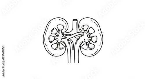 Detailed medical vector illustration showing human kidneys anatomy for educational purposes and healthcare professional research projects