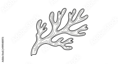 Simple outline drawing of coral reef branch, marine plant illustration, isolated white background.
