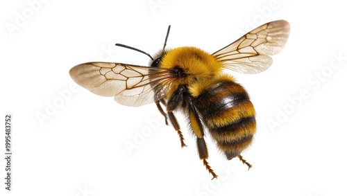 Tablou pe pânză Fuzzy bumblebee with striped abdomen and transparent wings, isolated on transpar