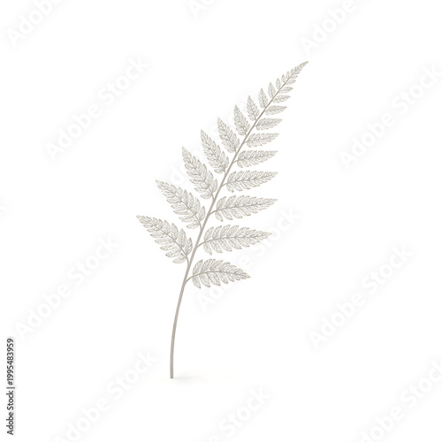 A single fern leaf with intricate details