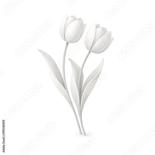 A pair of white tulips with green leaves