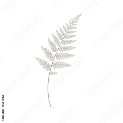 A single fern leaf on a stem