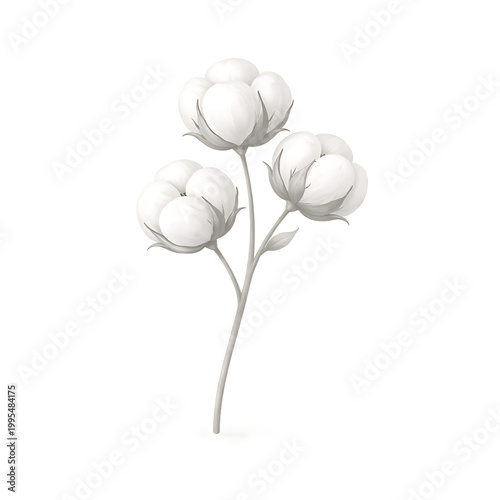 A cotton plant with three bolls on a stem