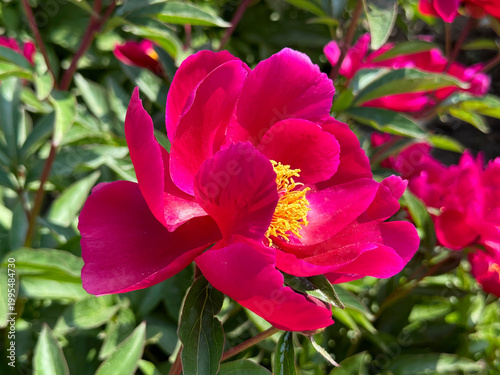 Peony bright pink flower in the garden.
