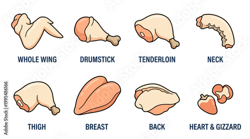 This detailed vector illustration presents an educational diagram of various raw chicken meat cuts, clearly labeled for culinary or anatomical learning.