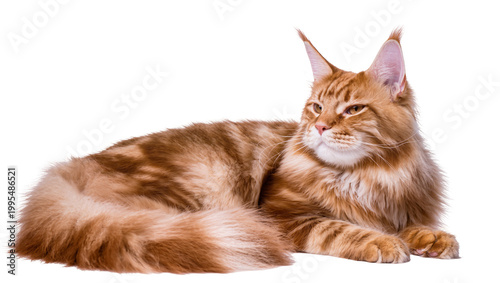 Photos Fluffy ginger Maine Coon cat with striped fur, resting peacefully isolated on tr