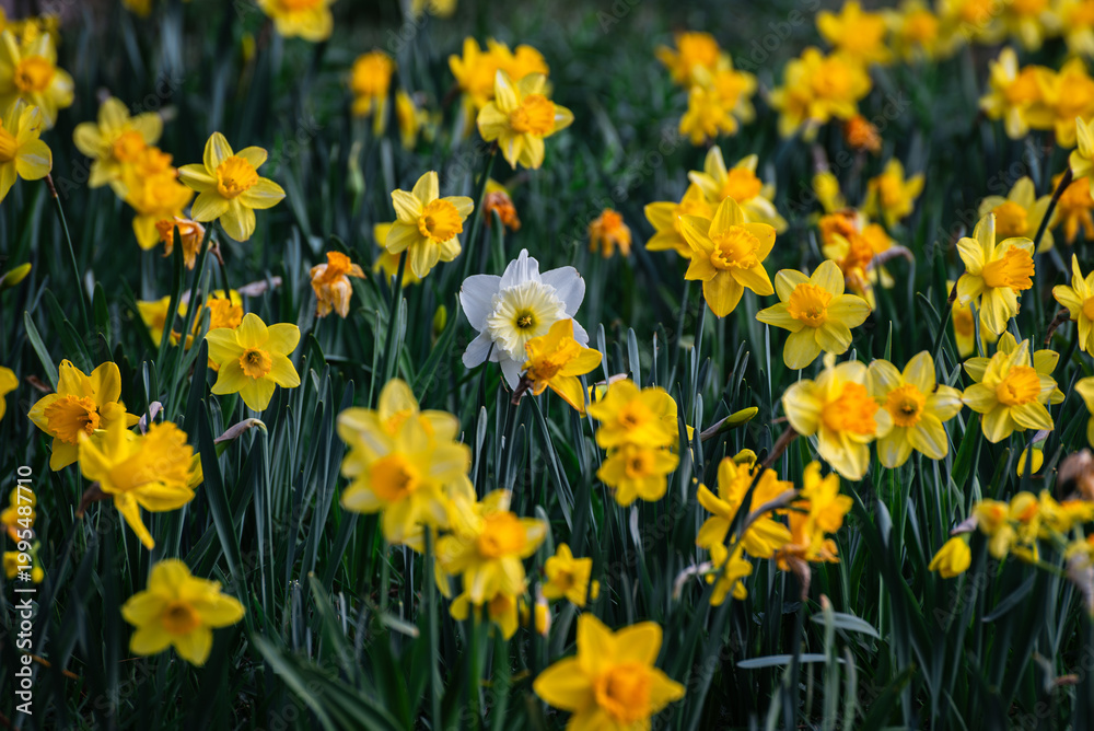 Obraz premium Concept of Individuality with White Daffodil in Yellow Flowerbed, Beautiful Spring Meadow with Vibrant Yellow and One White Narcissus, Stand Out from the Crowd Concept with Blooming Spring Flowers