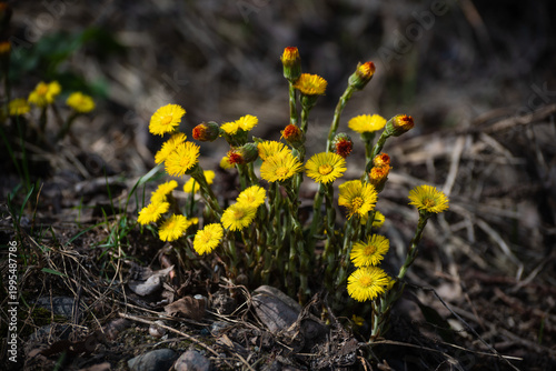 Group of First Spring Wildflowers with Blooming Buds, Beautiful Tussilago Flowers in Wildlife Macro Photography, Bright yellow coltsfoot (Tussilago farfara) flowers blooming in early spring