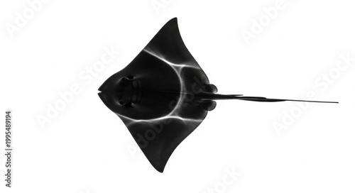 Black Stingray Swimming in Water.