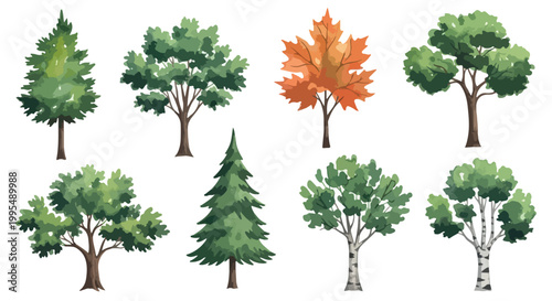 Watercolor tree collection with 8 forest elements, green and orange autumn foliage vector set, realistic botanical trees for landscape design