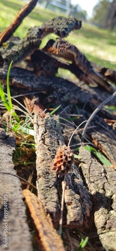tree in the forest