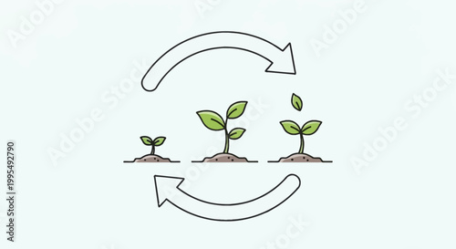 Illustration of a plant growth cycle with three stages and circular arrows.