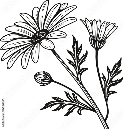 minimal-rose-outline-svg--black-and-white