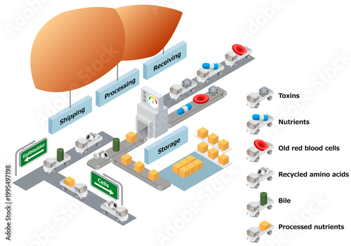 The structure of the liver