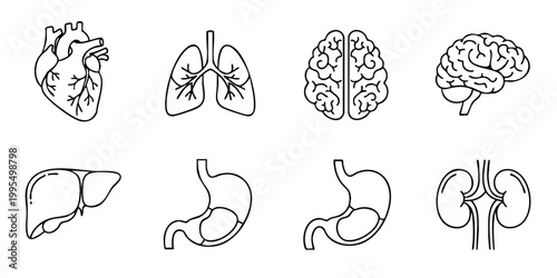 Anatomical illustrations of human organs including heart, lungs, brain, liver, stomach, and kidneys.