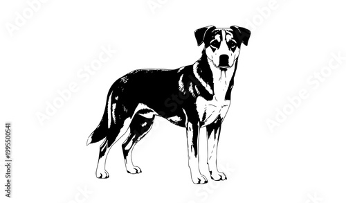 Dog isolated on white background realistic vector pet animal illustration