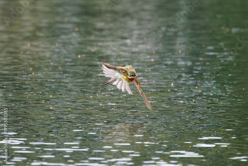 Blue-tailed Bee-eater, Merops philippinus, captured in dynamic head-on flight above water surface,  low-level motion create strong visual for concepts of speed, precision, and aerial hunting