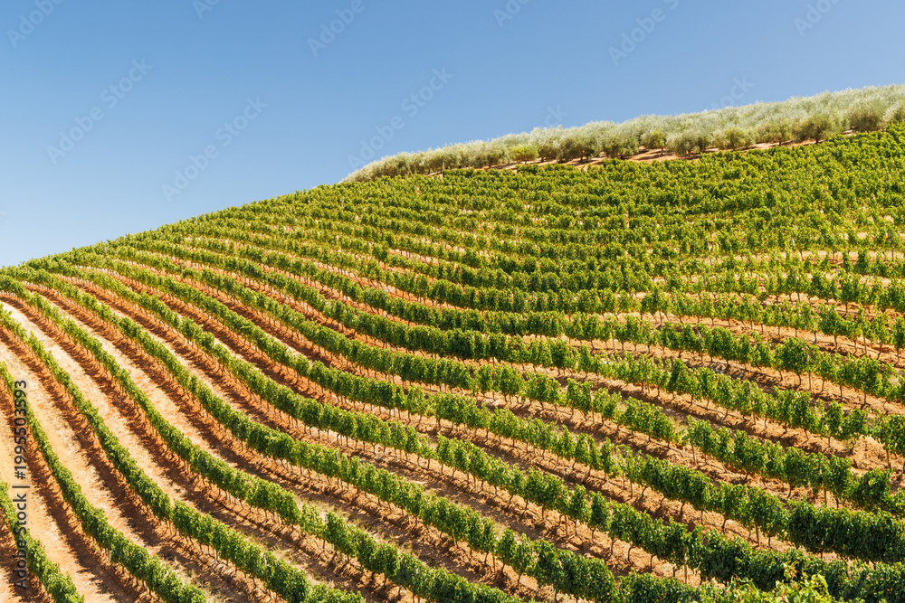 Naklejka premium Sunlit vineyard rows in South Africa