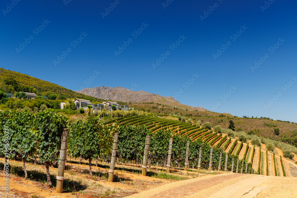 Naklejka premium Sunlit vineyard rows