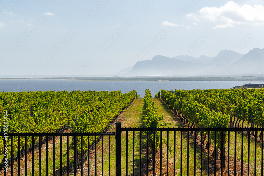 Naklejka premium Sunlit vineyard rows