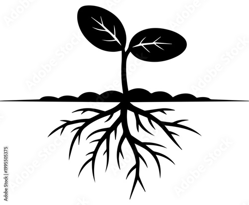 Black Vector Illustration of a Young Seedling Sprout Growing from the Soil Showing Underground Root System