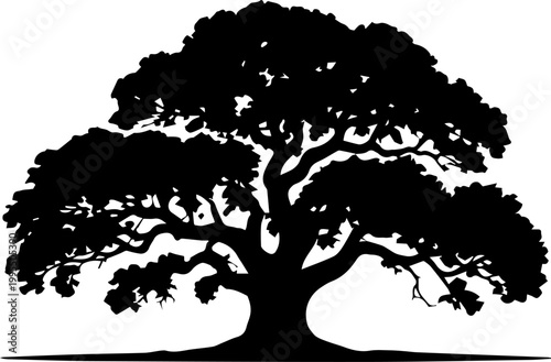 Black Silhouette of a Large Spreading Oak Tree Isolated on White Background Vector Illustration