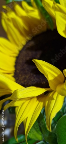 sunflower and bee