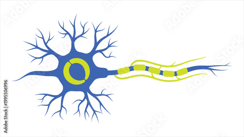 A Detailed Biological Diagram of a Human Neuron Showcasing the Intricate Structure of a Nerve Cell Including the Soma, Dendrites, and Myelinated Axon