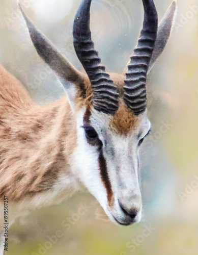Close-up of a beautiful springbok antelope