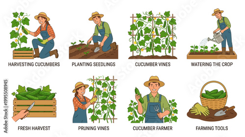 Dedicated farmers and gardeners perform various essential agricultural tasks such as planting, pruning, watering, and harvesting fresh green cucumber crops