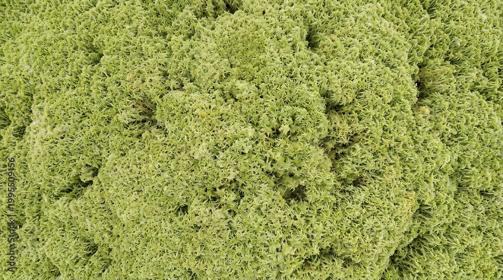 Obraz premium Close-up Texture of Lush Green Moss Covering a Surface.