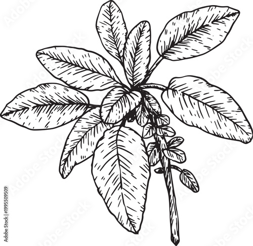 Seamless black and white vector illustration of a cannabis plant branch with floral leaves and nature pattern elements designed for art decoration