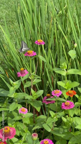 Fixed shot of a swallowtail butterfly sipping nectar from zinnia flowers
