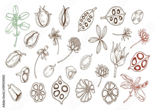 Collection of various seeds and pods illustrations in botanical style