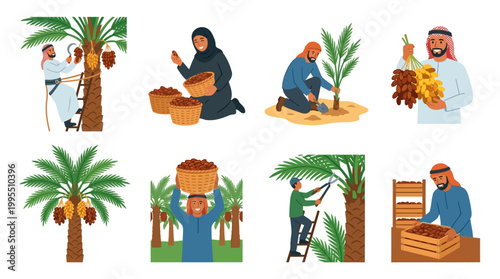 A diverse collection of illustrations depicting the entire date farming process, from planting and harvesting to careful packaging.