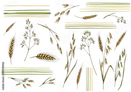 Vector illustrations of various cereal plants and grains, hand-drawn style