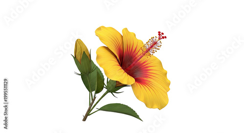 Yellow and Red Hibiscus Flower and Bud on White Background