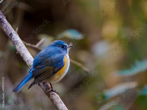 冬の寒い日に羽毛に空気を含んでまん丸にふくらんでいるルリビタキの雄