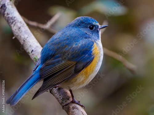 冬の寒い日に羽毛に空気を含んでまん丸にふくらんでいるルリビタキの雄のクローズアップ