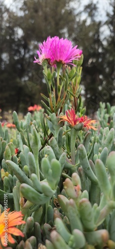 cactus in garden