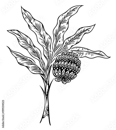 Surrealism botanical illustration, a detailed drawing of a banana plant with intricate leaves and a unique bunch.