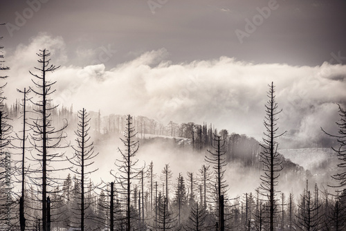 Horizontal winter panorama with dead forest silhouettes and heavy white mist on mountain hills