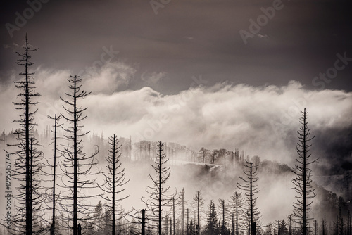 Row of bare tree trunks in snowy forest under dense white clouds in misty mountain winter