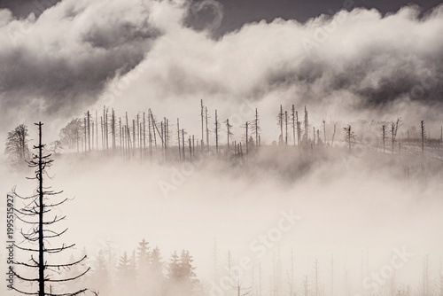 Detailed close-up of intricate bark beetle tunnels and tracks etched on raw spruce wood surface