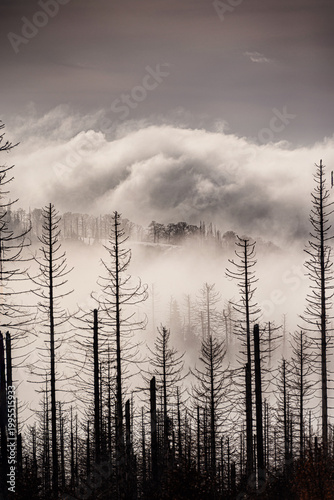 Vertical winter scene of skeletal spruce trunks against thick rolling mist on mountain slope