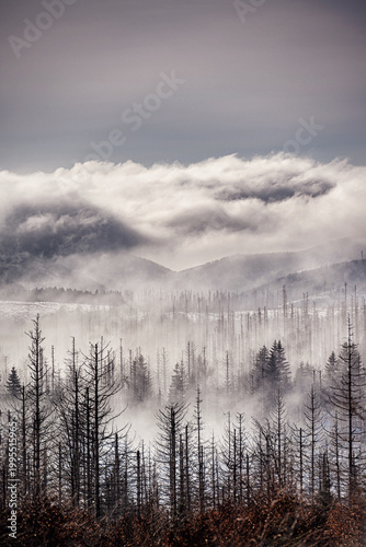 Educational display panel in German about bark beetles life cycle and forest regeneration in Harz National Park